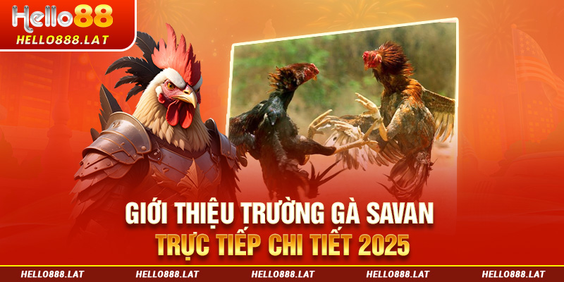 Giới thiệu trường gà Savan trực tiếp chi tiết 2025