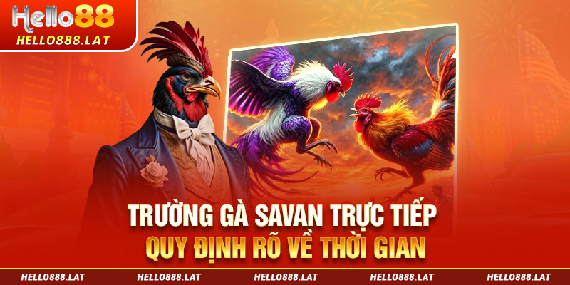 Trường gà Savan trực tiếp quy định rõ về thời gian